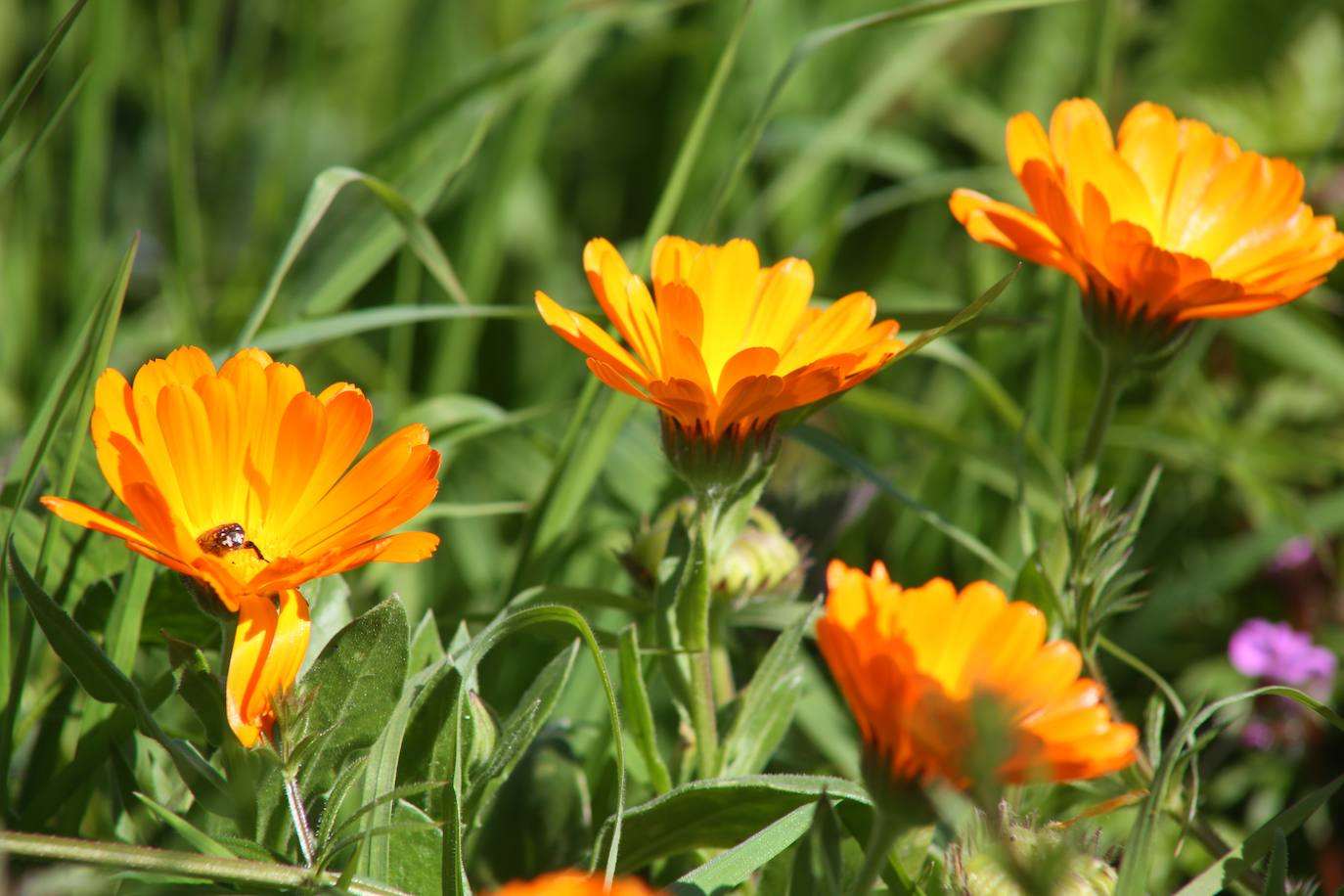 La primavera que el coronavirus nos roba