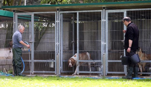Coronavirus en Asturias | La Perrera de Oviedo busca hogar a las mascotas de personas hospitalizadas El Comercio