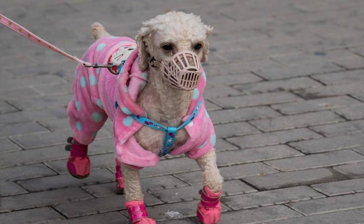 Los leones aprovechan el confinamiento y se suman a la invasión de espacios ocupados por humanos