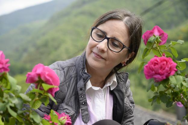 Recuperan una rosa asturiana con posibles aplicaciones comerciales