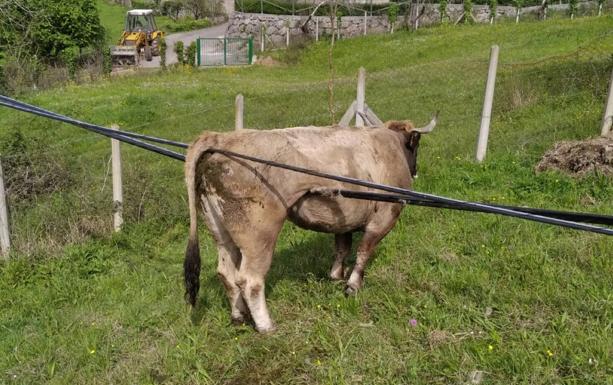 Una vaca queda atrapada en los cables caídos sobre una finca en Amieva