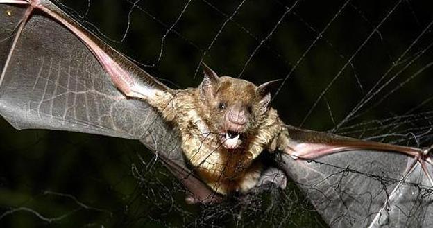 Coronavirus | Sanidad confirma que los murciélagos son el origen del virus