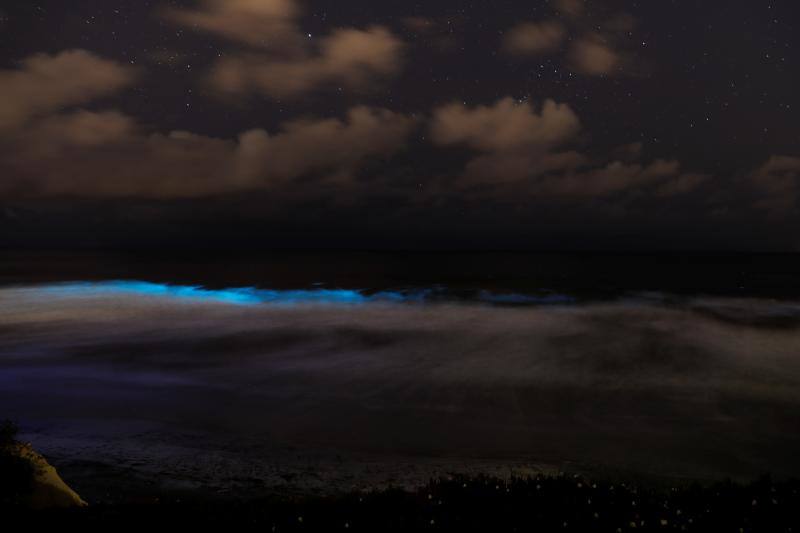 Playas de California y del Caribe brillan por el fenómeno de bioluminiscencia