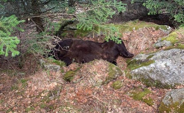 Los ecologistas cuestionan el informe preliminar de la muerte en el Pirineo del oso cantábrico Cachou