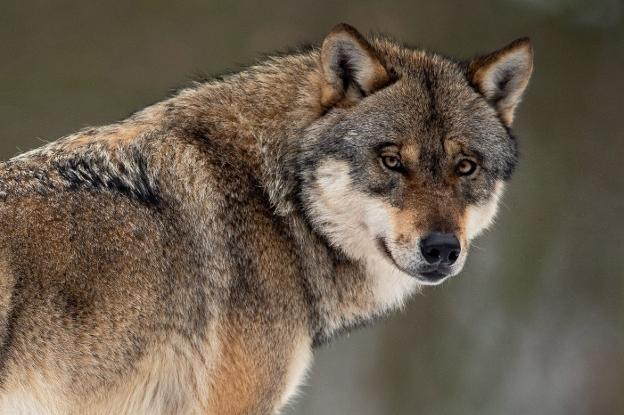 «Los vecinos empiezan a tener miedo, nos encontramos con lobos a todas horas y más cerca de casa»