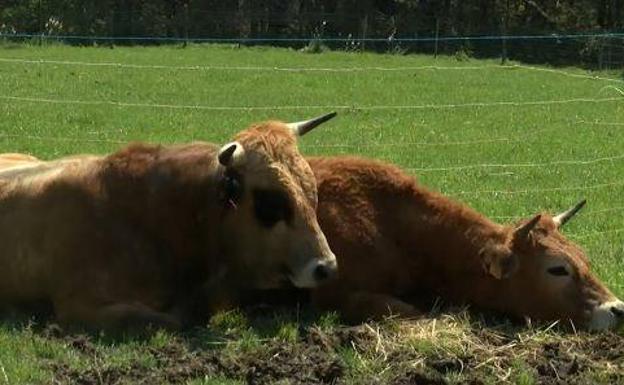 El campo asturiano frente a la coronavirus