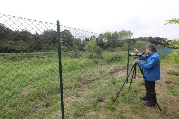 Las aves migratorias adelantan su paso por la ría de Avilés