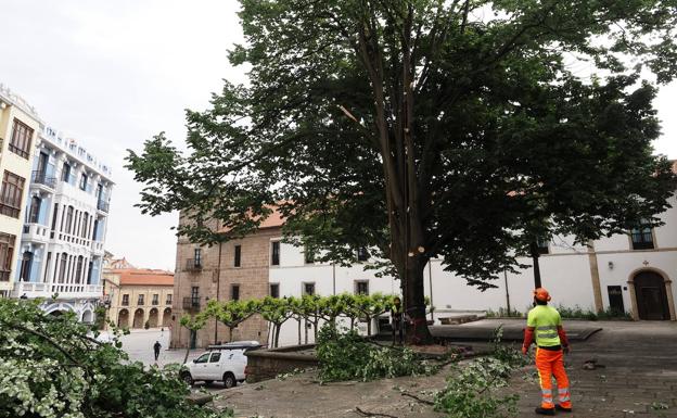 Comienzan a talar el último tilo de la iglesia de San Nicolás de Bari