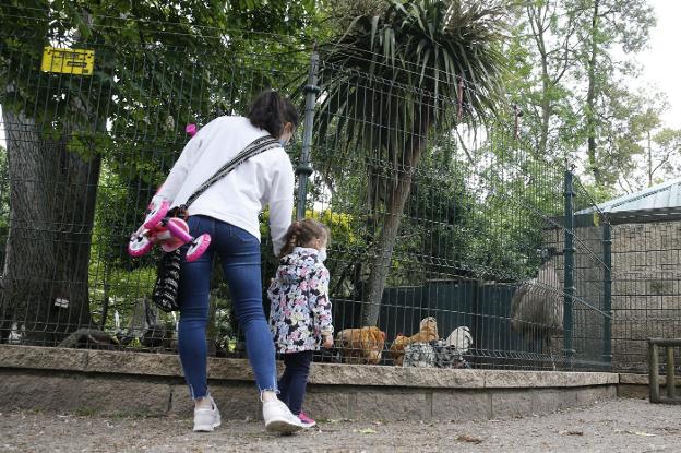 El raposu se cuela en el gallinero del parque Isabel la Católica
