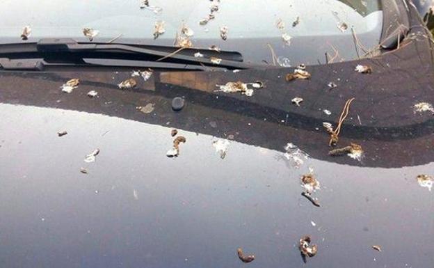 Cómo limpiar cacas de pájaros en tu coche para evitar dañar la pintura