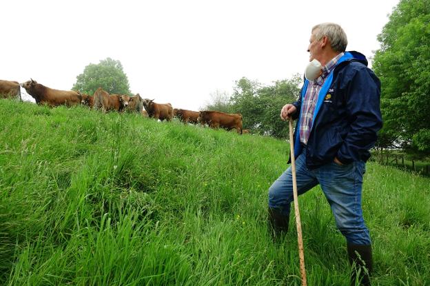 Los terneros casinos se preparan en Piloña para ser 'súper toros'