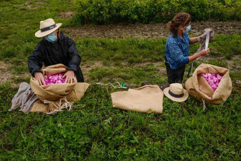 La cosecha de rosas más preciadas