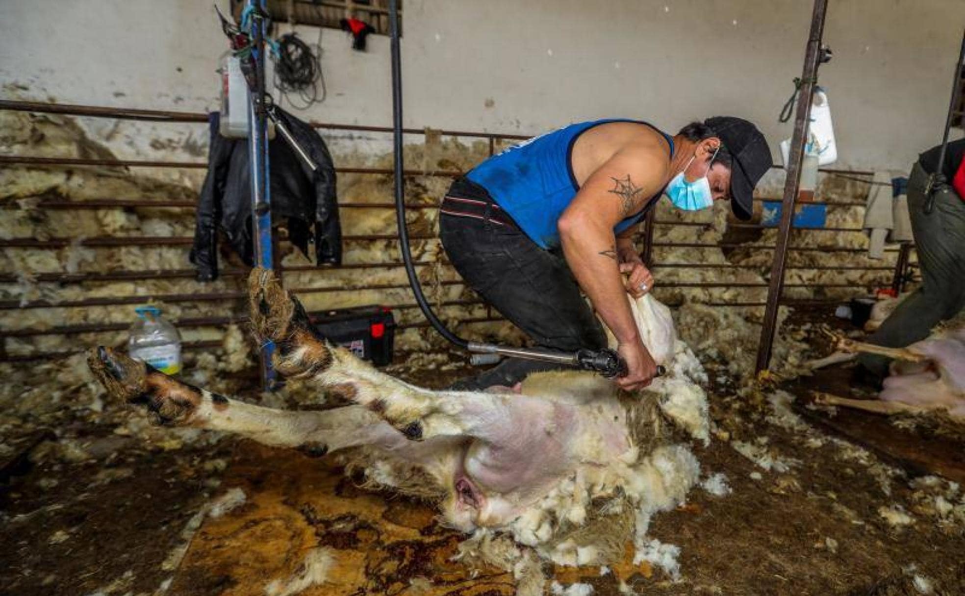 fuga de la prisión Disfraces Persona con experiencia De Uruguay a España para esquilar 60.000 ovejas en plena pandemia | El  Comercio