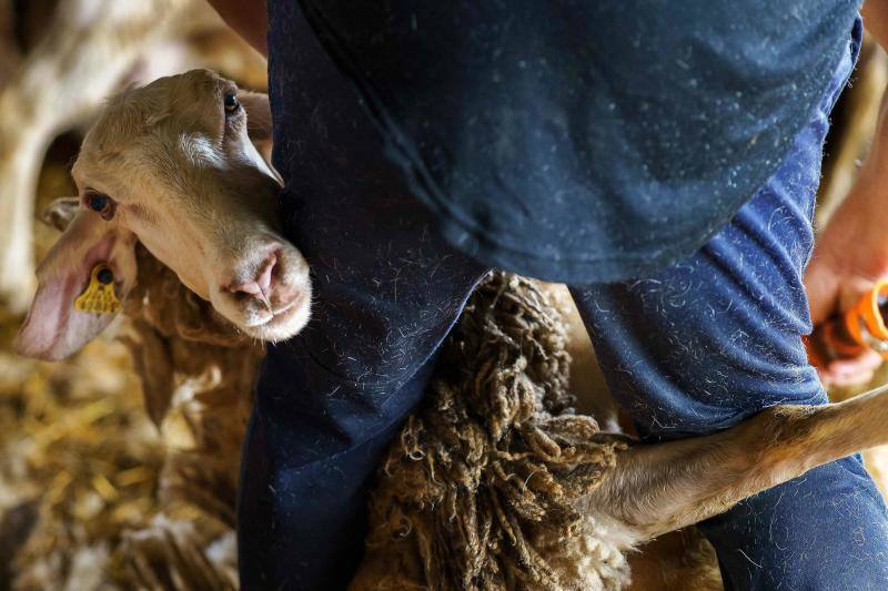 Así trabajan los esquiladores uruguayos que han llegado a España en plena pandemia