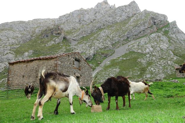 Cabras en la vertiente cabraliega de los Picos de Europa. / XUAN CUETO