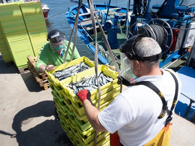 54.000 kilos de bocarte dan el pistoletazo de salida a la temporada en la rula de Avilés