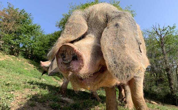 El gochu asturcelta reclama su lugar como Alimento del Paraíso