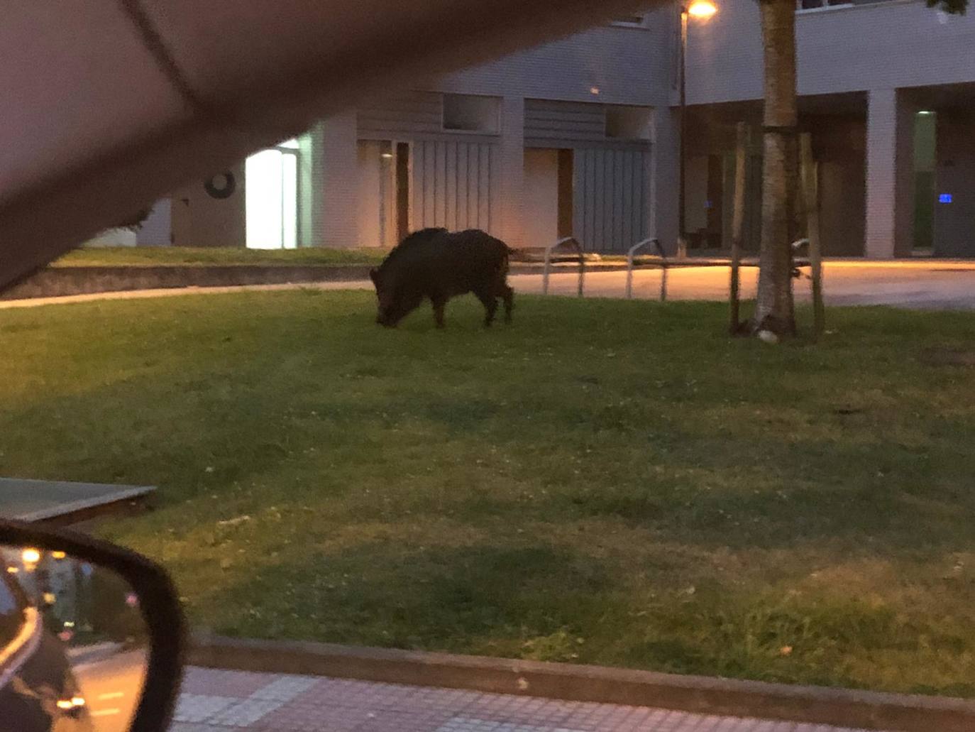 Los jabalíes no abandonan Salinas
