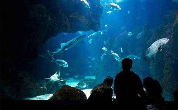 El Acuario de Gijón reabre sus puertas el sábado