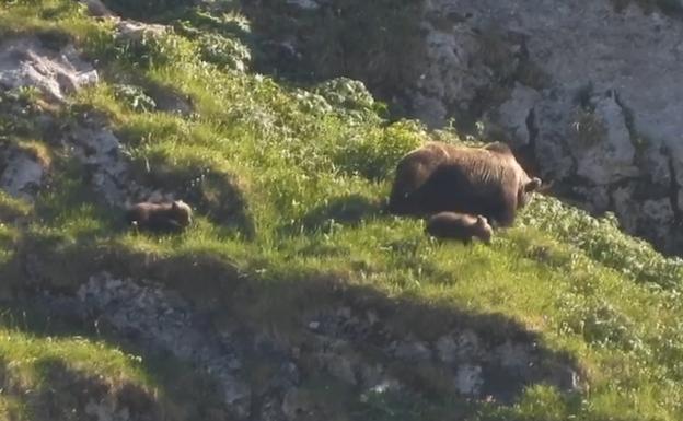 Ocho osos en la misma zona de Somiedo