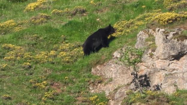 'Clarita' vaga sola por Pola de Somiedo