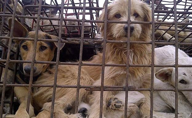 China prohíbe criar perros para su consumo humano