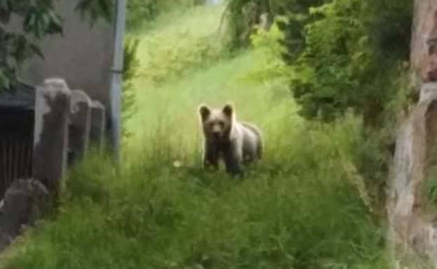 Los vecinos de Fuentes del Narcea convivirán «cada vez más» con el oso