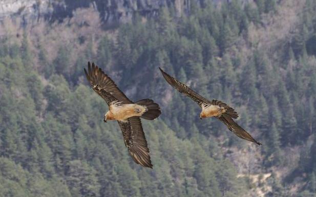 Un proyecto de la Fundación Quebrantahuesos ejecutado en Picos de Europa, finalista del premio Natura 2000