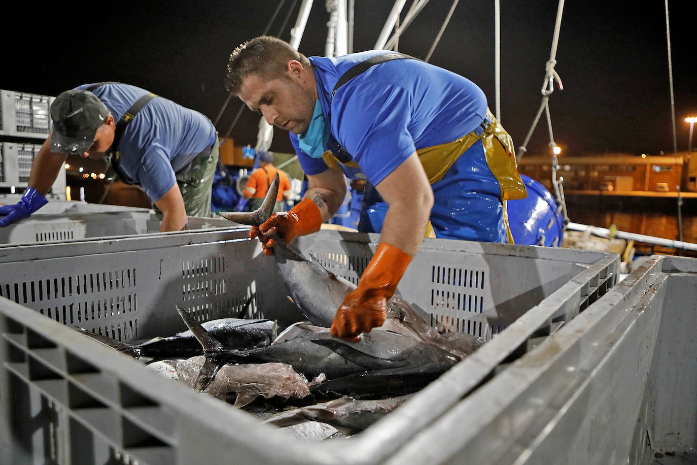 Primera subasta de la costera del bonito en Gijón