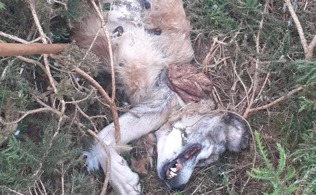 Denuncian la muerte a tiros de dos mastines en Peñamellera Baja