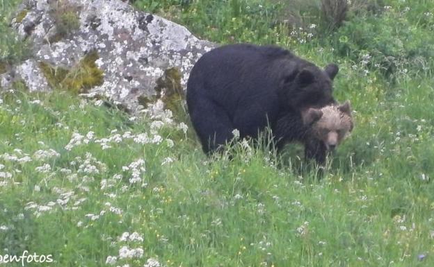 Avistan dos osos apareándose en Somiedo