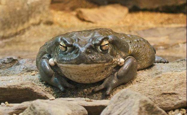 ¿Qué es el rito del sapo Bufo Alvarius?