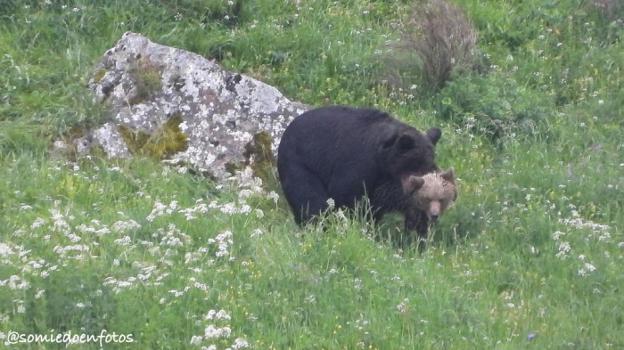 Graban a dos osos pardos en pleno apareamiento en el Parque Natural de Somiedo
