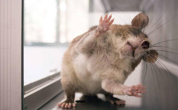 Un verano con más mosquitos, mosca negra, cucarachas y ratas