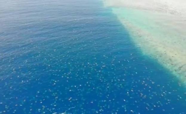 Espectaculares imágenes de miles de tortugas que llegan a las playas de Australia para desovar