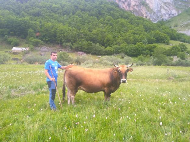 Un ganadero halla sus vacas a 30 kilómetros y lo achaca a un conflicto por los pastos