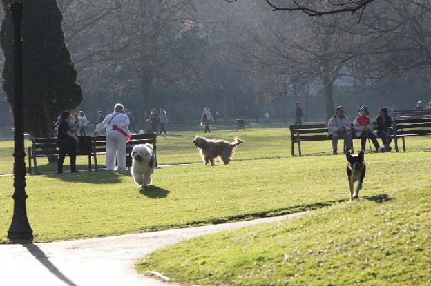 La comisión de la ordenanza de animales de Avilés plantea horarios de ejercicio para perros