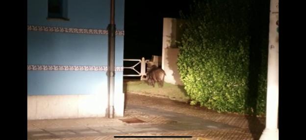 Un jabalí de gran tamaño recorre por la noche varias calles hasta llegar al paseo de la playa