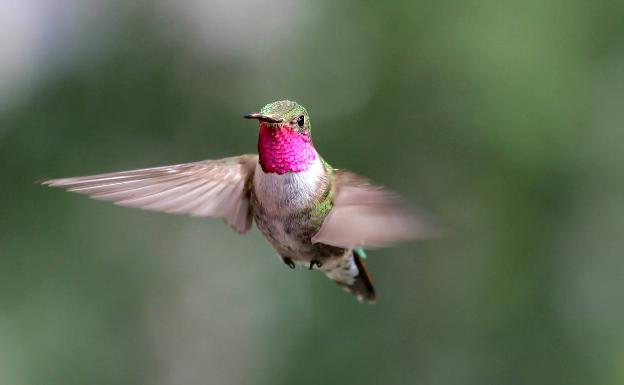 Los colores ultravioleta del colibrí