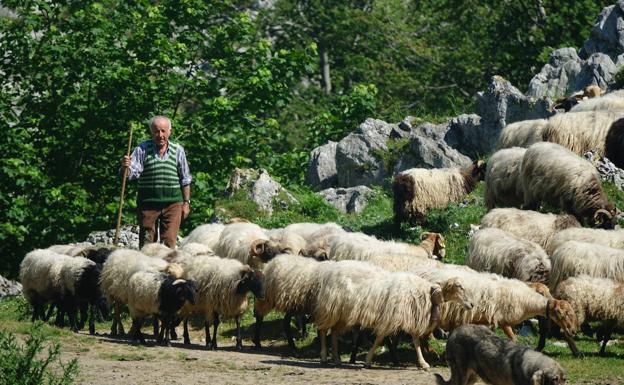 El sector ovino y caprino asturiano recibirá 21.147 euros para enfrentar la crisis del COVID-19