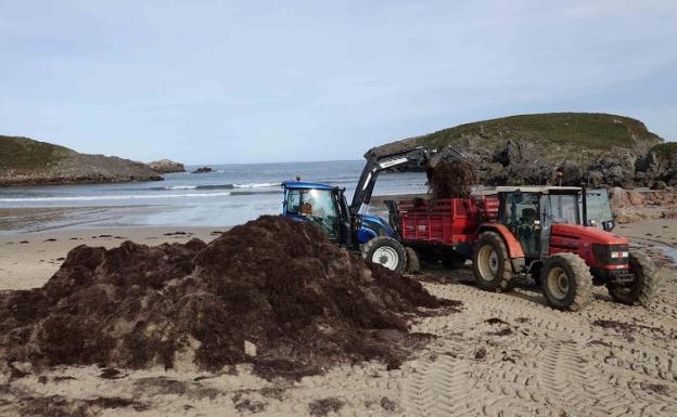 El Principado autoriza la extracción de 4.600 toneladas de ocle este año