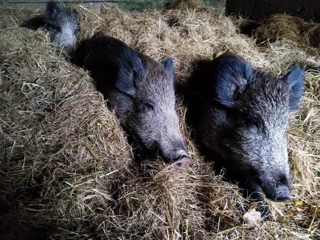 La protectora Anadel acusa al Principado de «poner trabas» a la solución para los jabalíes