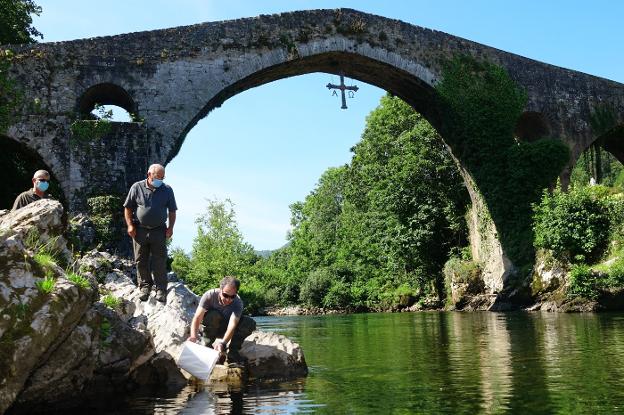 Sueltan 20.000 alevines de salmón en el Sella