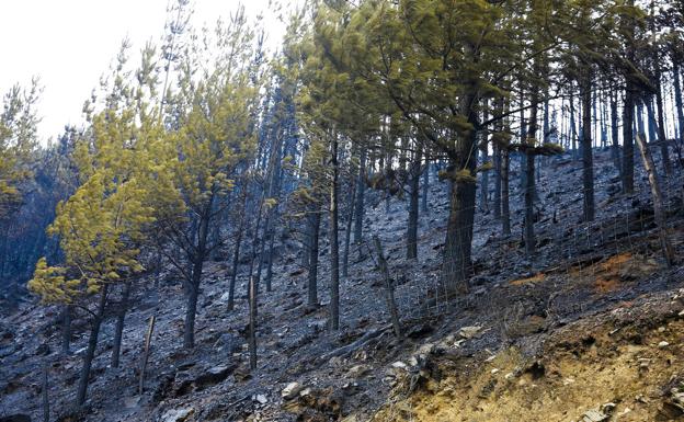 El Principado inicia los trámites para acotar al pastoreo 16 hectáreas de monte en Allande