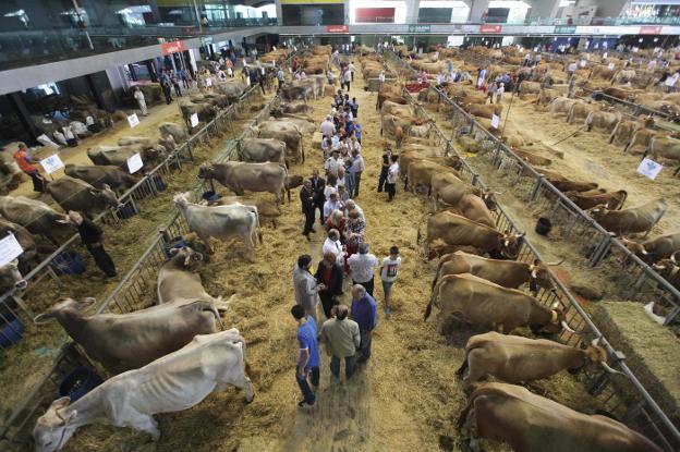 El Concurso de Ganado de San Agustín se cancela por primera vez en 138 años