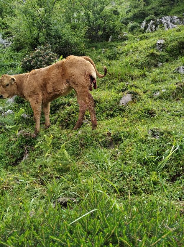 Denuncian nuevos daños del lobo en Amieva
