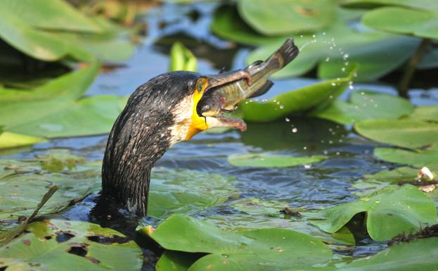 Bandera negra a la «mala gestión del cormorán» en Asturias