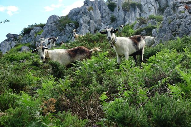 Un satélite europeo seguirá la evolución de los pastos de la Montaña de Covadonga