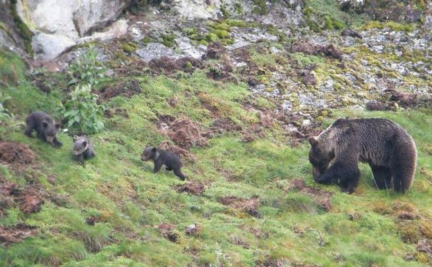 La Fundación Oso Pardo alerta contra los peligros de la 'basuraleza'