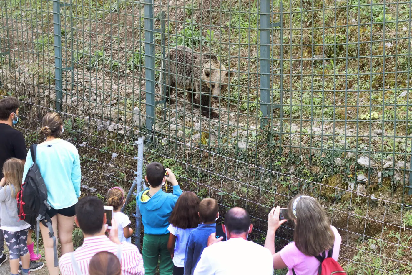 Paseos entre osos, linces y lobos para conocer la Asturias más salvaje